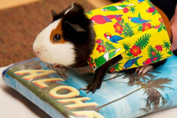 Guinea pigs ham it up for costume competition