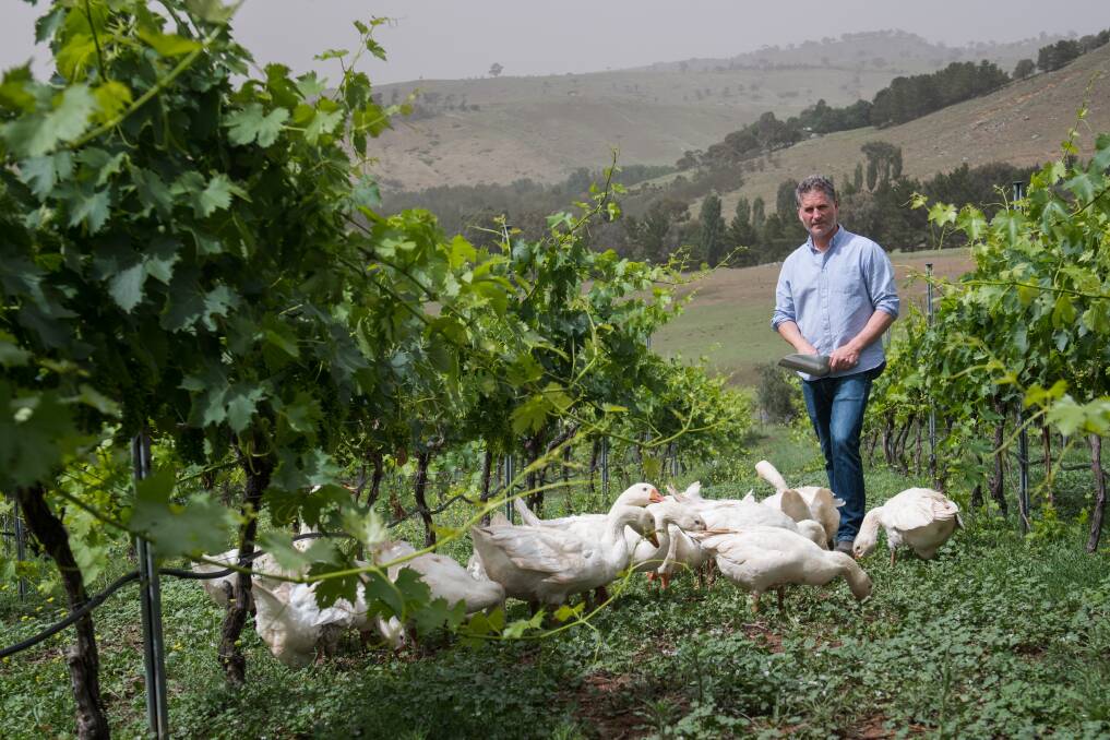 Collector Wines wine maker Alex McKay with his many geese that help to protect the crop. Photo: Elesa Kurtz
