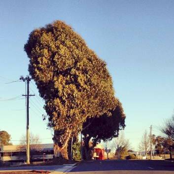 Mel Edwards' Marg Simpson tree from her "Nah, its Canberra" blog.