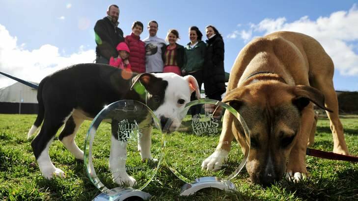 Million Paws Walk highest individual fundraiser Shaun O'Connor with daughter Nellie, 5, and highest team fundraisers Team Jim Jam representatives Sheila and Mark Lynch with Annelise Roberts, Ellen Gireves and Sofie Cremer with their their trophies at the RSPCA shelter in Weston. Photo: Jay Cronan