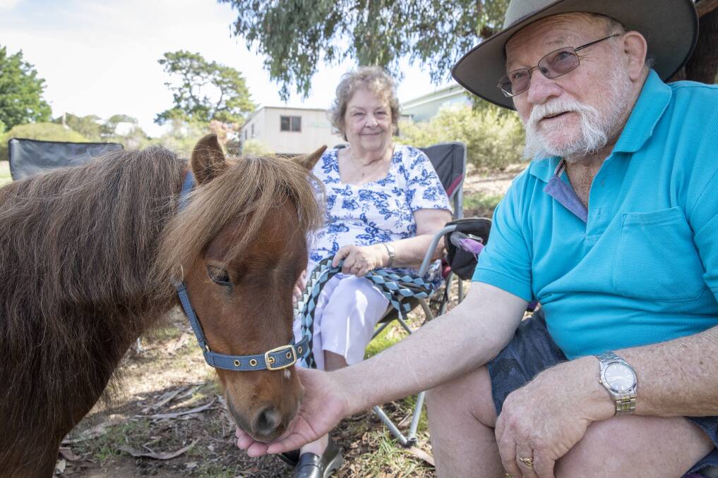 Maverick the therapy horse happily interacts with people of all ages Photo: Sitthixay Ditthavong