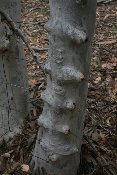 Mundoonen Nature Reserve’s wire-challenged tree. Photo: John Evans