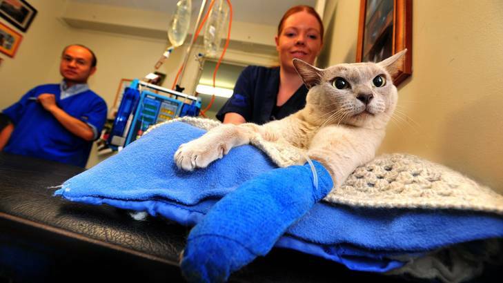 Dr Jonathan Young and veterinary nurse Rachel McNamara treat Jack the cat of Duffy who has been bitten by a snake. Photo: Karleen Minney