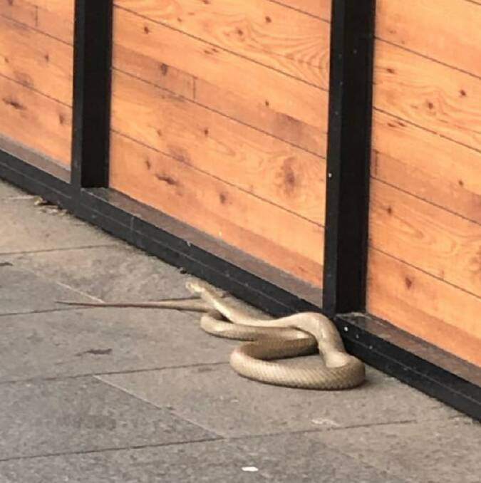 The brown snake near the Canberra Centre. Photo: Facebook.