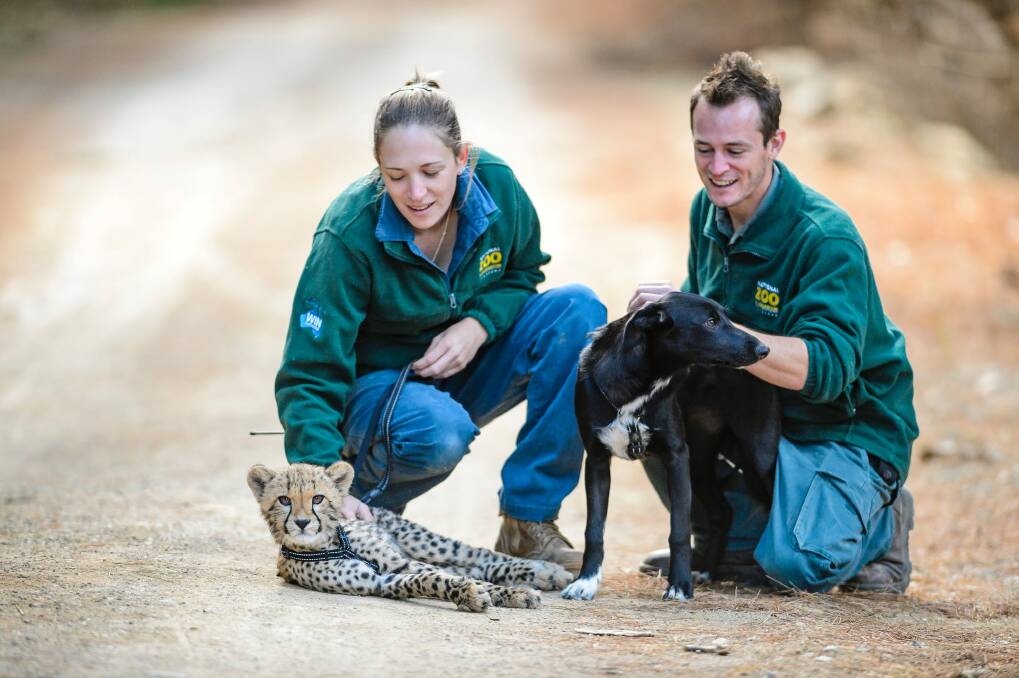 National Zoo & Aquarium keepers Aline IJsselmuiden and Kyle Macdonald on a walk through the forest with cheetah cub Solo and his canine companion Zama. Photo: Sitthixay Ditthavong