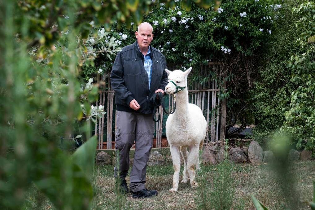 Nils Lantzke at home in Giralang on Wednesday with surviving alpaca Hercules. Photo: Elesa Kurtz