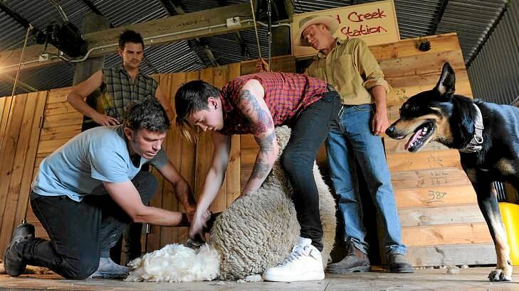 Reece Mastin, winner of the 2011 series of <i>X-Factor</i> Australia, tries his hand at sheep farming at Gold Creek Station in Hall, Canberra. Here he gets some tips from Yass shearer, Dave Hants and watched by Reece's guitarist, Marcus Catanzaro, left and sheep farmer, Craig Starr, right and of course the sheepdog. Photo: Graham Tidy