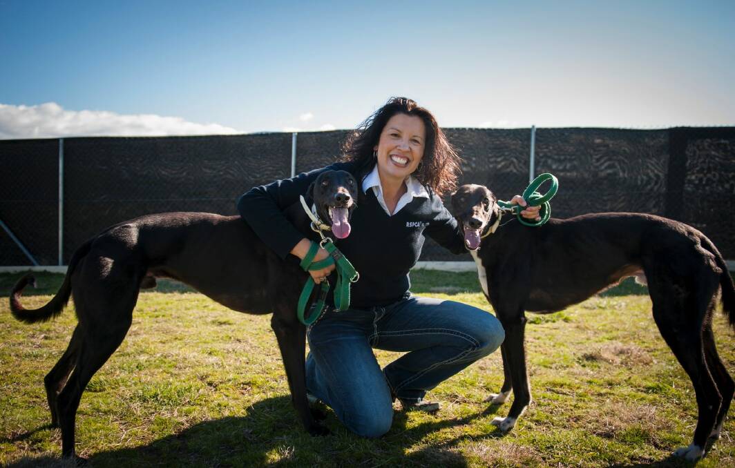 RSPCA ACT CEO Tammy Ven Dange doesn't know how many more surrendered greyhounds like Bolt and Lightening will need to be re-homed.  Photo: Elesa Kurtz