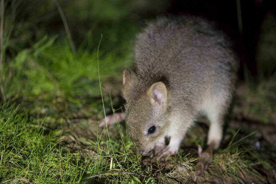 New environment: A bettong at Mulligans Flat. Photo: Supplied