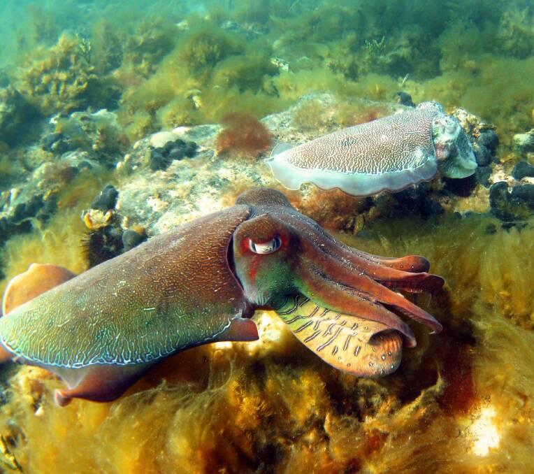 A giant cuttlefish in its natural habitat. Photo: Nick Payne