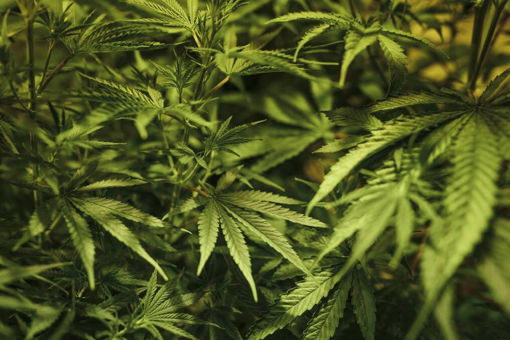 Medicinal cannabis growth is regulated by the Office of Drug Control, according to Brisbane City Council. Photo: Rohan Thomson