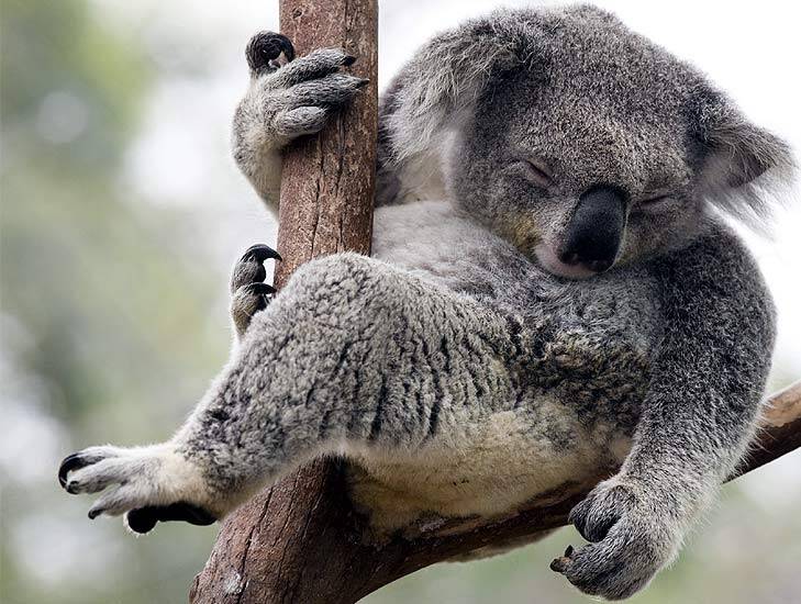 Koalas were named as one species targeted due to their iconic value. Photo: Supplied.