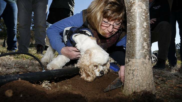 Ruffles Estate owner Sherry McArdle-English has Snuffle the dog confirm the presence of a truffle during the Canberra and Capital Region Truffle Festival. Photo: Jeffrey Chan