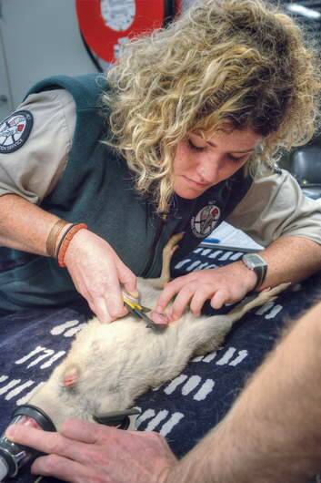 Elyce Fraser, Wildlife Officer, measures a bettong pouch at Tidbinbilla. Photo: Rohan Thomson