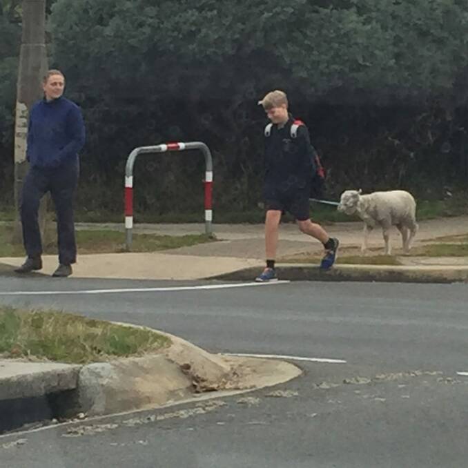 An average Ainslie schoolboy walks to school with his sheep.  Photo: Emma Macdonald