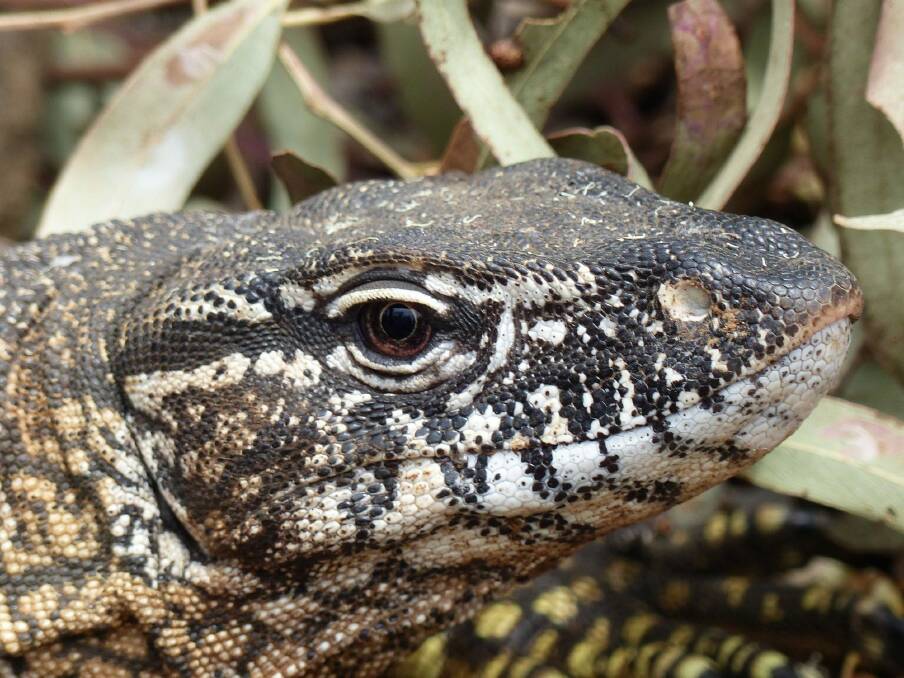 Rosenberg's Monitor, which is being monitored and studied by Matthew Higgins and ACT government ecologist Don Fletcher. Photo: Matthew Higgins.