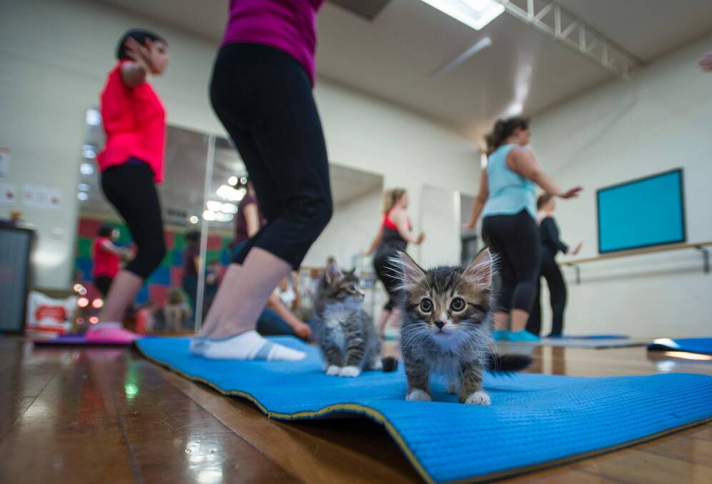 The first ever Canberra session of Cats on Mats yoga kicked off on Friday 20, 2017 in Macquarie.  Photo: Elesa Kurtz