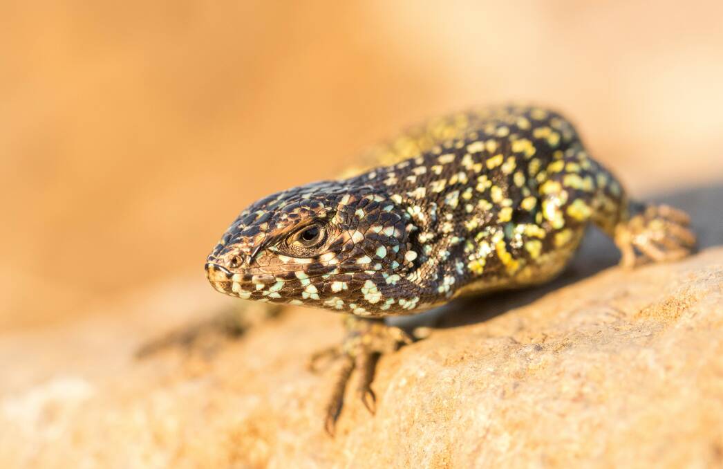 One of the species of the Liolaemus lizard, Liolaemus nigroviridis. Photo: Damien Esquerré