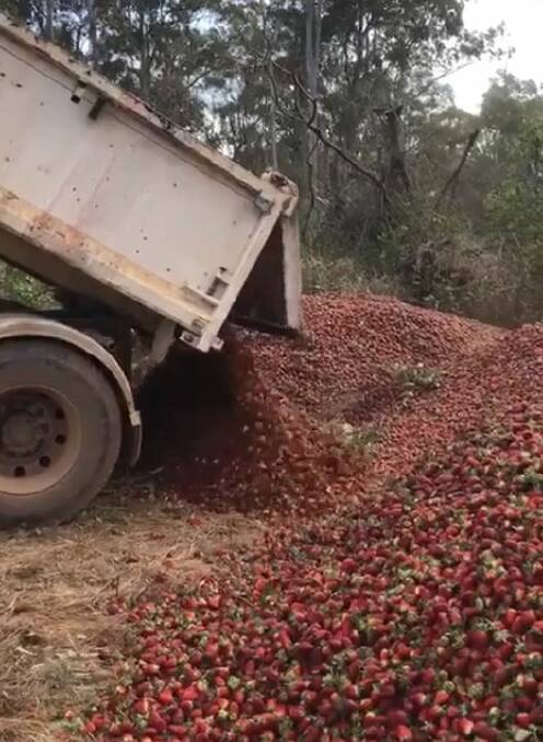 Tonnes of strawberries were dumped by a farm at Donnybrook following the strawberry sabotage. Photo: Facebook
