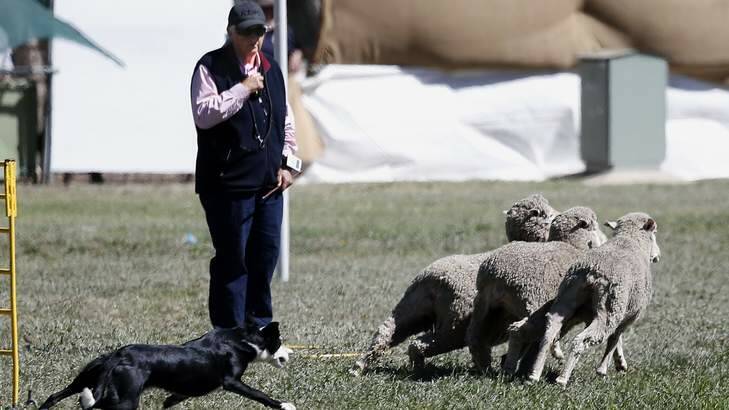 Davina Campbell from Victoria watches as her dog Glamorgan Flash chases the sheep out of the race during the National Sheep Dog Trials at the Hall. Photo: Jeffrey Chan