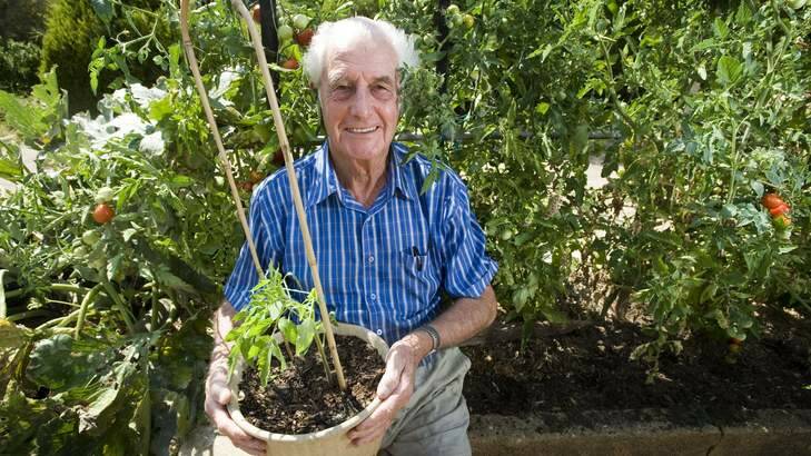 Jim Cleaver with his tomato plant grown from seeds from 1944. Photo: Elesa Kurtz