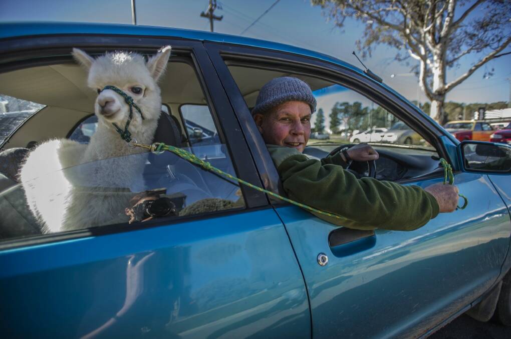Nils  Lantzke,  of Giralang, on Thursday
with Hercules the alpaca who will take over the pet therapy work of Honeycomb. And whilehe now has a blue Mazda 121, Hercules will usually ride in a van, just sitting in the back for this photograph in honour of Honeycomb. Photo: Karleen Minney