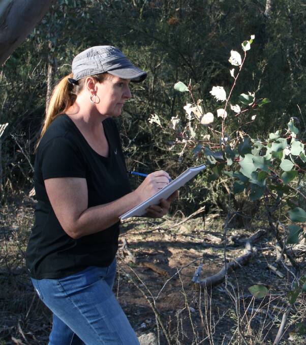 Natural history artist Cheryl Hodges at work in the field. Photo: Cheryl Hodges
