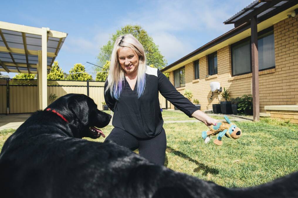 Tara Munro with the labrador she is looking after through Pawshake. Photo: Rohan Thomson