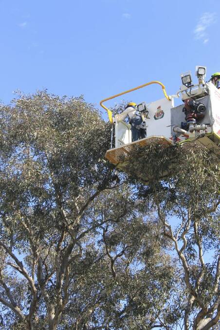 ACT emergency services crew rescue a magpie last month.