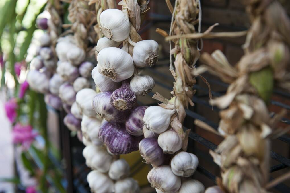 One synthesised compound in garlic is allicin, an antibiotic, antifungal, strong-smelling compound believed to produce raw garlic’s hot taste. Photo: Elesa Kurtz