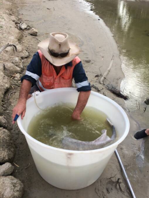 Several large Murray cod have been collected from the Darling and relocated to a stretch of the river where they had a better chance of survival. Photo: Supplied