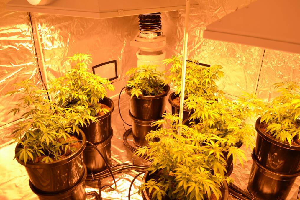 Cannabis plants under cultivation at a house in Ainslie.  Photo: ACT Policing