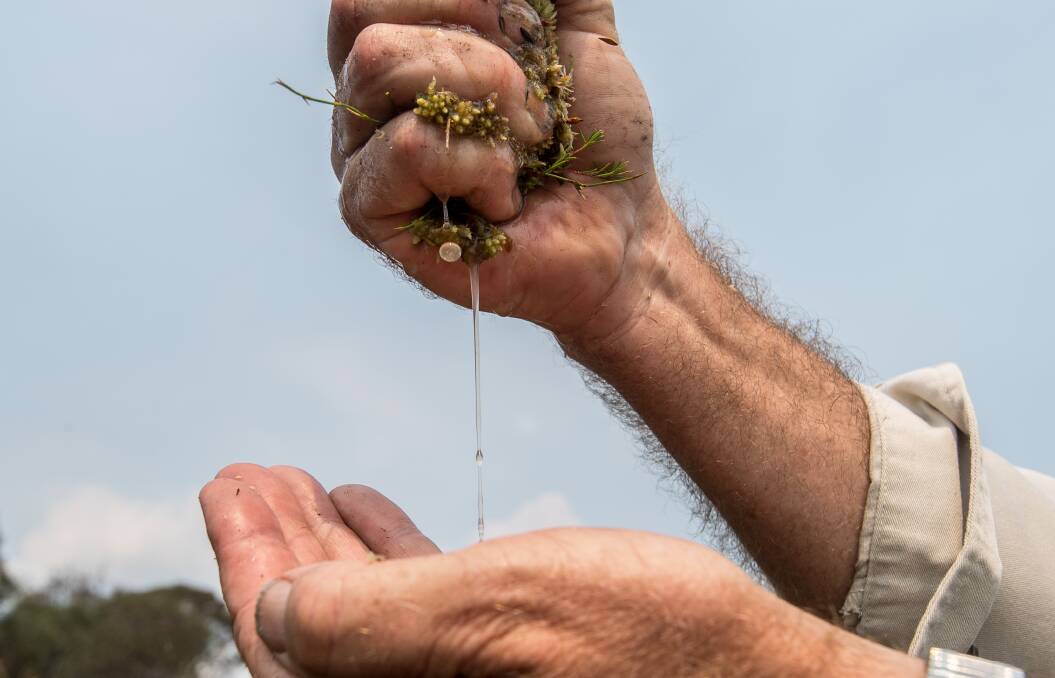 ACT parks manager Brett McNamara shows how much water is held by the fragile alpine sphagnum moss, crucial to Canberra's water supply. Photo: Justin McManus