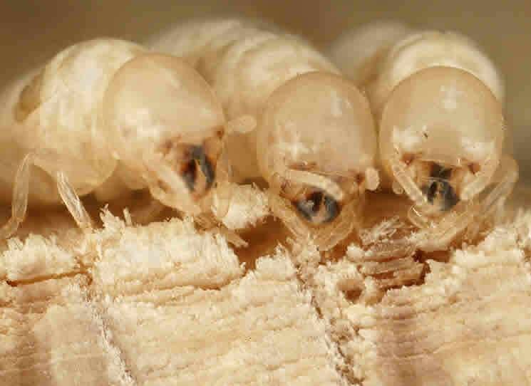 White ants devour wood.