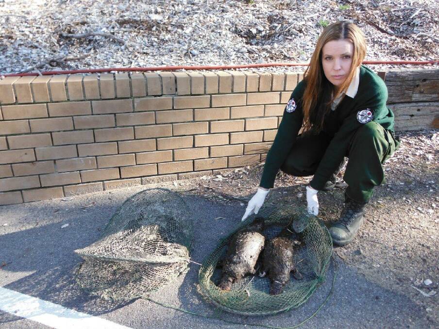 An ACT Parks and Conservation office with two platypuses that were found in an enclosed net at Point Hut late last year. Photo: Supplied