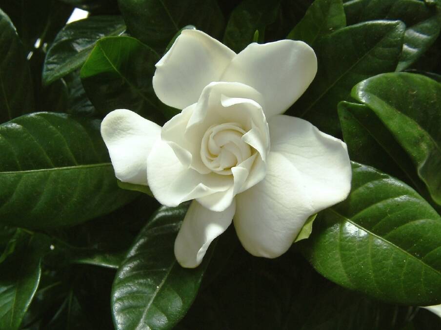 If you find the right spot – warm and protected from
winds – gardenia are surprisingly low maintenance. Photo: Supplied