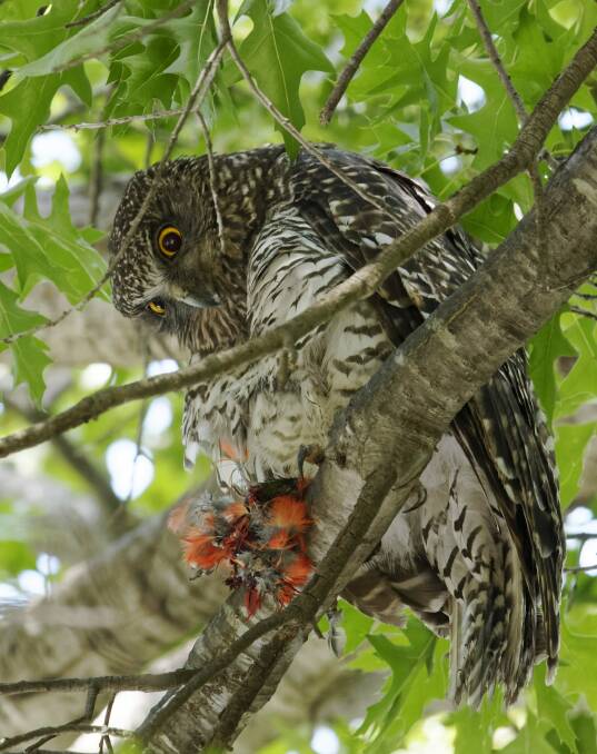 Remains of the day: Turner's famous Powerful Owl, dining again. Photo: Brian Jones