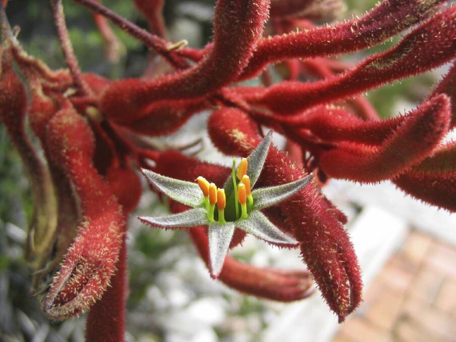 Kangaroo paw needs to be grown in exactly the right spot and exactly the right soil. Photo: iStock