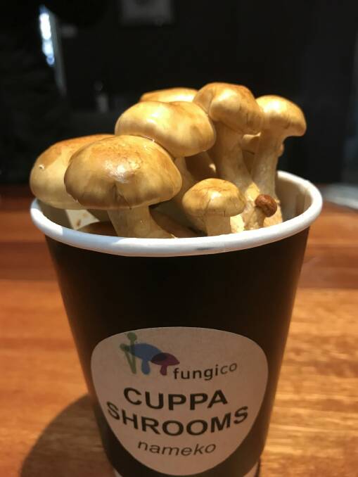Fungi Co's Cuppa Shrooms. Photo: Supplied