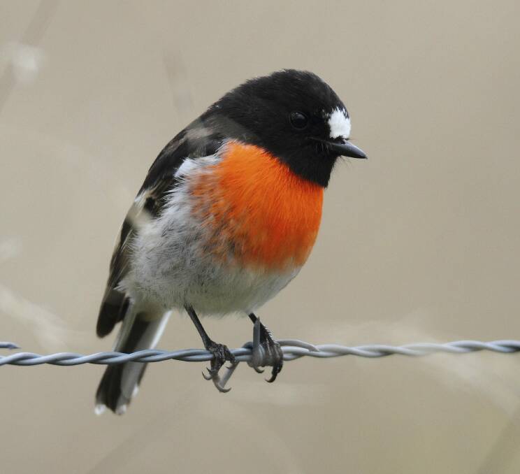 A male scarlet robin. The bird has been declared a vulnerable species. Photo: Geoffrey Dabb
