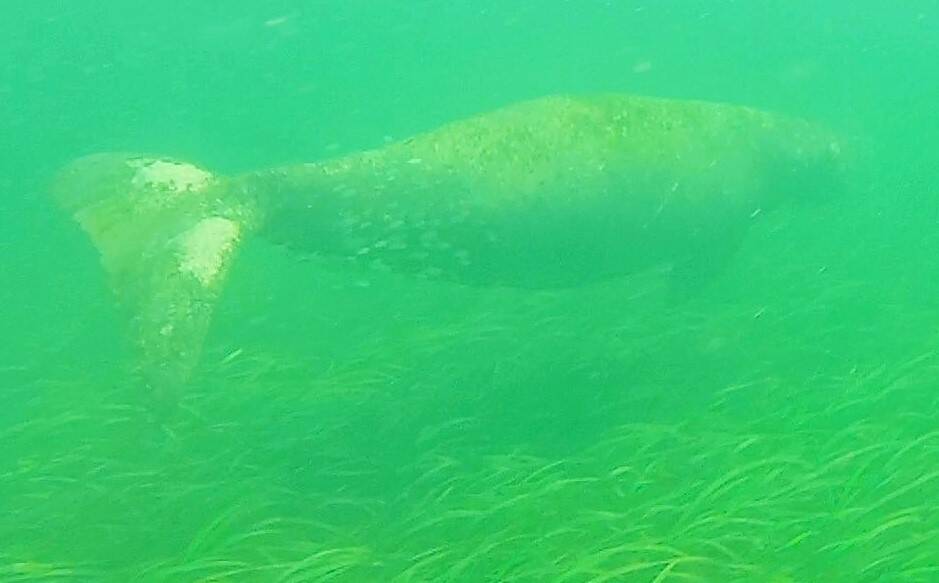 Spotted: A dugong in Merimbula Lake. Photo: Harrison Warne