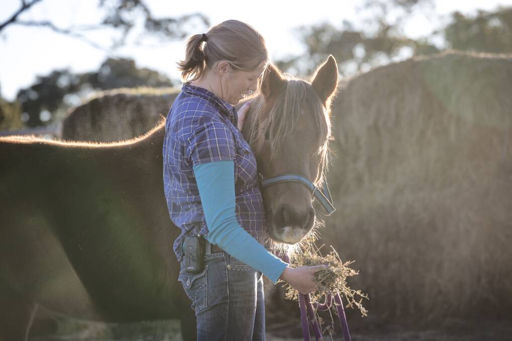 Gunning horse trainer Lauren Woodbridge feeds brumby Lark some hay. Photo: Sitthixay Ditthavong
