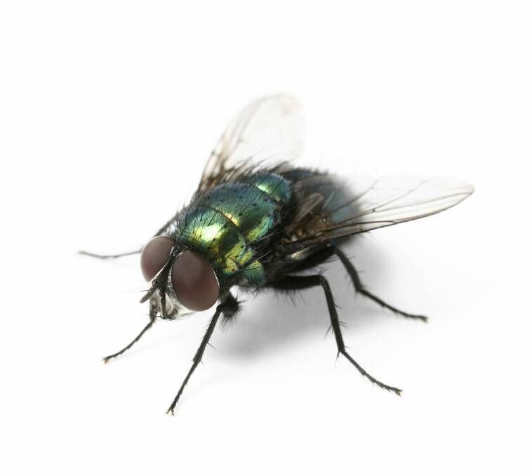 A fly calculates an escape route within about 100 milliseconds of it spotting the incoming swat. Photo: iStockphoto