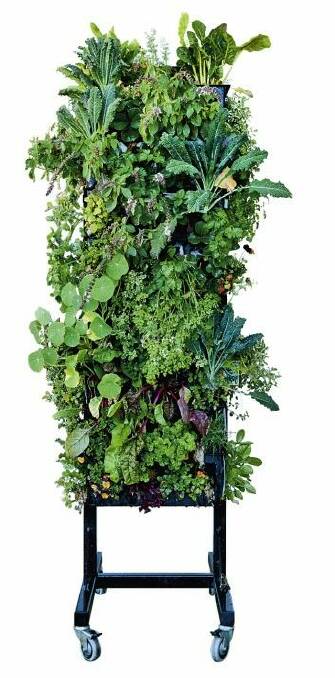 Vertical garden: Graham Ross tips they will become more popular. Photo: Jennifer Soo