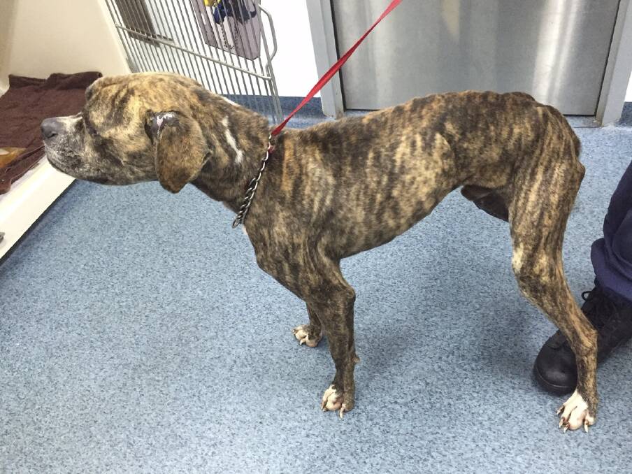 An emaciated dog seized by RSPCA inspectors in July.