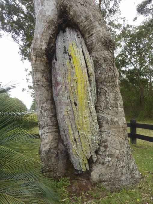 The Broulee canoe tree. Photo: Tim the Yowie Man