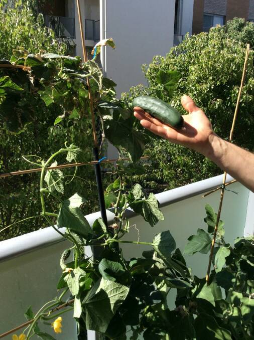 Head-high cucumbers dangling on Dario's balcony in Phillip.  Photo: Susan Parsons