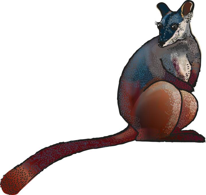 The design for the ACT's new mammal emblem, to be released on Thursday. Photo: ACT government