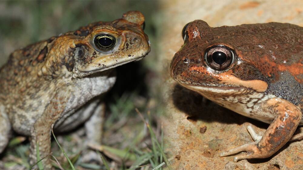 Mistaken identity: Cane toad look-alike causes confusion in Canberra. Left: The cane toad. Right: The native frog the eastern banjo frog. Photo: Deborah Metters and Nick Volpe