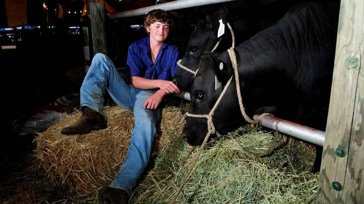 Josh Manwaring,14, of Harden at the Royal Canberra show with his two steers that will be shown and then slaughtered tomorrow. Photo: Melissa Adams